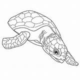 Schildpadden Kleurplaten sketch template