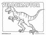 Velociraptor Coloring Dinosaur Pages Color Printables Jurassic Park Sheets Print Blue Tsgos Tim Kids Drawing Choose Board Timvandevall Visit sketch template