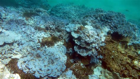 el nino verheerende korallenbleiche zerstoert riffe weltweit welt