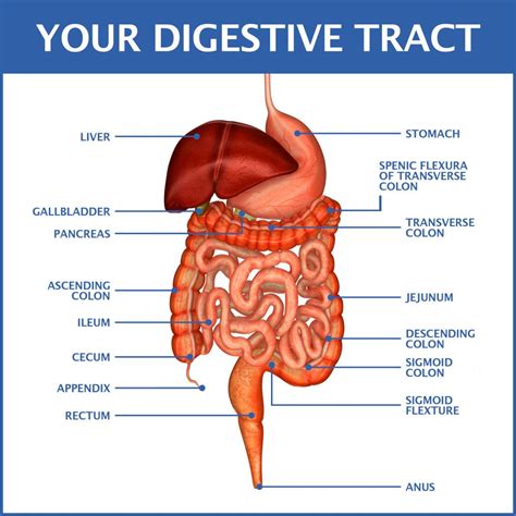 digestive tract top  bottom gastroenterology  greater orlando