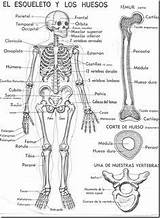 Spanish Skeleton Huesos Bones Human Skeletal System Esqueleto Coloring Pages Body Anatomy Para Humanos El Los Nombres Del Humano Anatomia sketch template