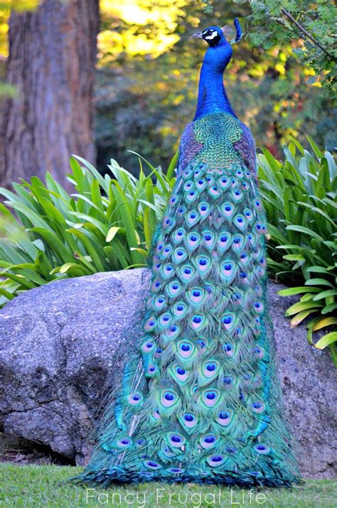 110 Best Images About Beautiful Peacocks On Pinterest Beautiful