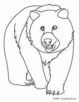 Ours Oso Polaire Osos Colorier Hellokids Coloriages Goulding sketch template