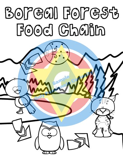 boreal forest food chain coloring book  passionate curiosity