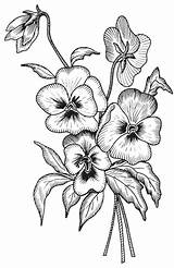 Coloring Pansies Pages Printable Stress Anti Flower Digital Diy sketch template