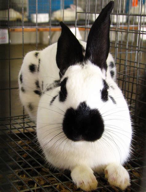 white black bunny   rabbit barn    tn state brent moore flickr