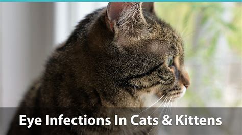 eye infections in cats and kittens symptoms and treatments