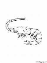 Coloring Shrimp Pages Getcolorings Color Getdrawings sketch template