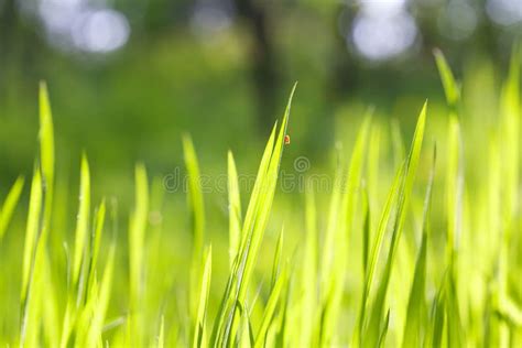 soft green background stock photo image  growth green