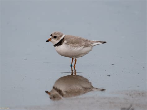 extremely rare great lakes piping plovers  nested  montrose