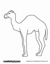 Caravan Camel Popular sketch template