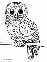 Owl Coloring Pages Baby Cute Realistic Printable Print Owls Color Kids Cool2bkids Getcolorings Template Pa sketch template