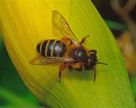 wight bumblees  yellow legged mining bee