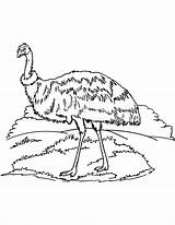 Emu Australian Colouring sketch template