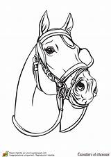 Colorir Chevaux Cavallo Horse Testa Cheval Caballos Realistas Dressage Cavalier Gros Colorier Tête Realista Attelage Cavaliers sketch template