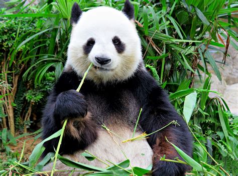 banking trojan zeus panda shambles  brazil   olympics