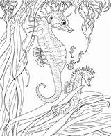 Seahorse Seepferdchen Kleurplaten Seahorses Junges Erwachsenes Zeepaardje Meerjungfrau Kleurplaat Relation sketch template