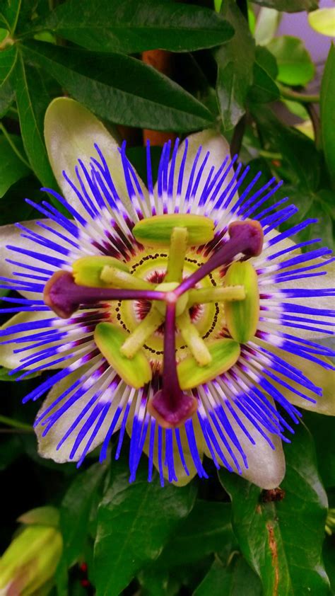 passionsblume passion flower passionsblume blumen