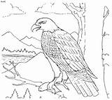 Animals Endangered Drawing Coloring Eagle Animal Pages Philippine Clipart Colouring Bald Kids Danger Printable Stranger Bird Getdrawings Color Sheets Adult sketch template