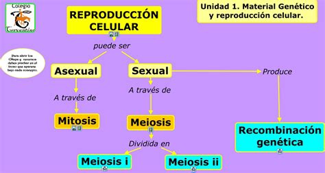 Cuadros Comparativos Sobre Reproducción Sexual Y Asexual Cuadros