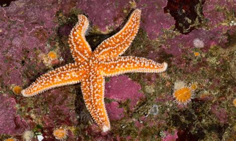 specieswatch  strange  amazing common starfish marine life