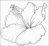 Flower Hawaiian Coloring Hibiscus Pages Plants Printable Template Kids Flowers Tattoo Tropical Drawing Para Flores Desenhos Lily Sampletemplatess Drawings Flor sketch template