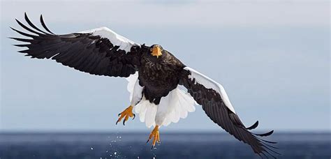 list  eagle species birdlife international