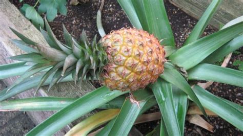 tips  growing pineapplean easy guide    grow pineapple plant