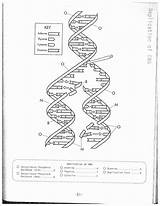 Dna Replication Worksheet Worksheets Coloring Drawing Answer Biology Key Model Color Answers Molecule Structure Template Pages Getdrawings Printable Ladder Technology sketch template