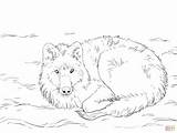 Wolf Arctic Drawing Coloring Pages Laying Drawings Wolves Down Fox Sketch Template Snow Getdrawings Artic Templates Paintingvalley Soul Touch Chapter sketch template