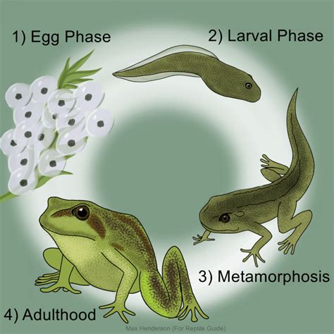 life cycle   frog stages  frog development explained