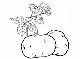 Coloring Pages Potatoes Vegetables Fruits Kiwi Fruit sketch template
