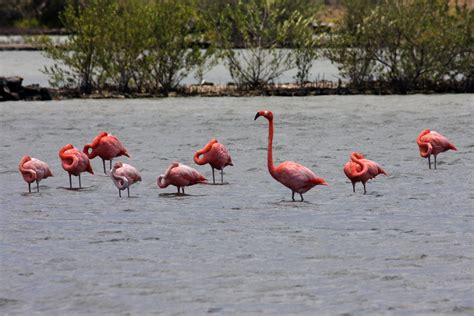 flamingos curacao  jeff johnson flickr