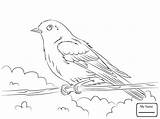 Coloring Bird Blue Pages Getcolorings sketch template
