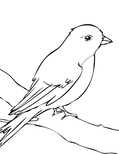 songbird coloring   designlooter