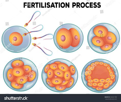 diagram fertilisation process illustration stock vector 342421769