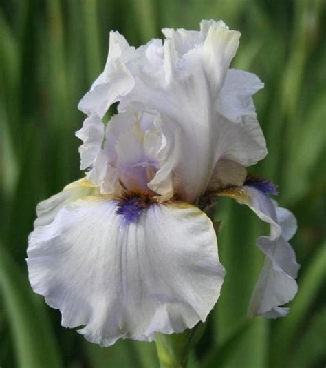 tb iris germanica caveman worel 2008 iris flowers