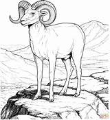 Sheep Coloring Bighorn Mountain Pages Rocky Dall Drawing Printable Color Supercoloring Animal Search Designlooter Print Main Outline Click Animals Colouring sketch template