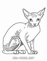 Coloring Sphynx sketch template
