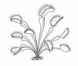 Plants Carnivorous Coloring Clipart Insectivorous Pages Trap Fly Plant Drawing Monster Clip Illustrations Flowers Color Science Clipground sketch template