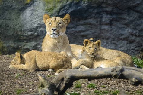 woodland park zoo tourist pass