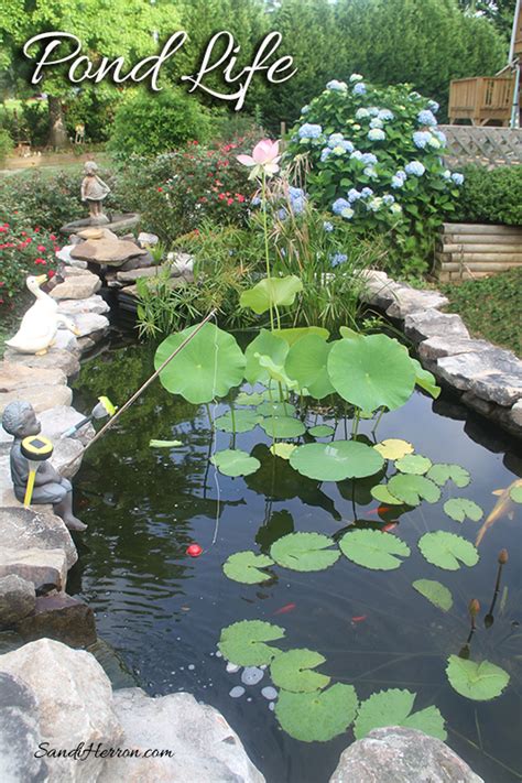 pond life sandi herron life  spring meadows