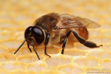 male bees   recognized   enormous eyes   spotting unmated queens