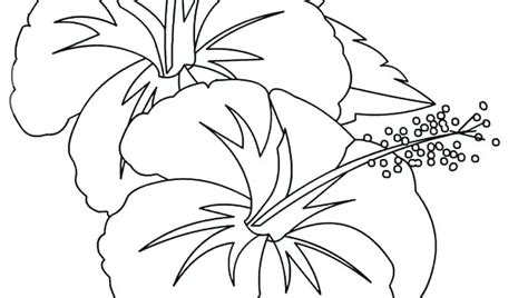 hibiscus coloring page  getcoloringscom  printable colorings