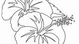 Hibiscus Coloring Flower Pages Printable Getcolorings Colo Color Getdrawings sketch template