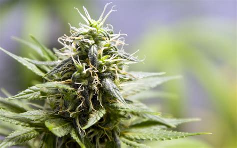 Top 10 Weed Strains In Washington Have A Heart