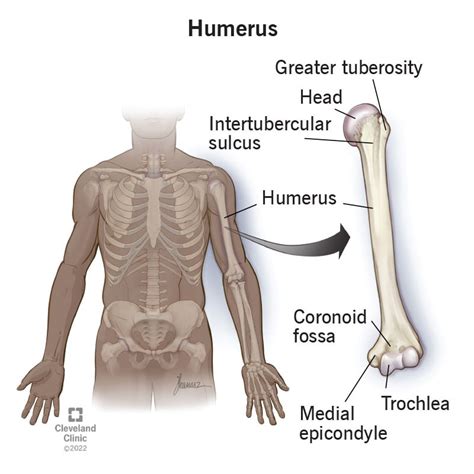 humerus bone anatomy location function