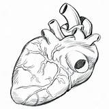 Heart Outline Human Drawing Anatomy Anatomical Coloring Pages Getdrawings sketch template