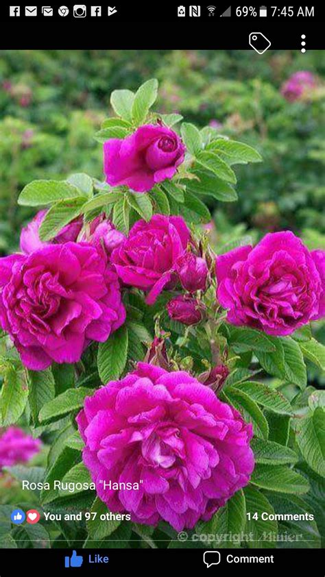 fragrant rose  garden shrubs garden landscaping garden