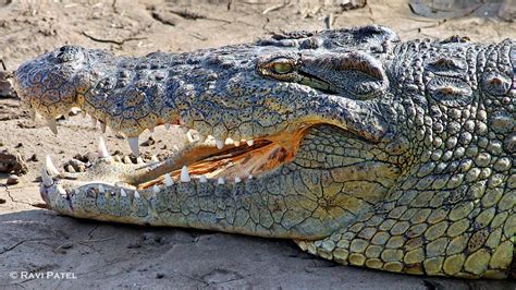nile crocodile  close   ravi